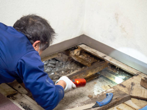 Best Best Mold Removal Companies  in Kaukauna, WI