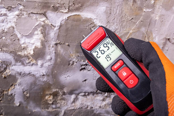 Best Home Mold Removal  in Kaukauna, WI