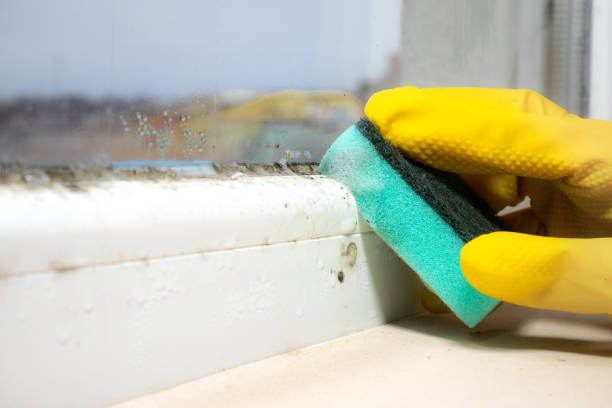 Best Mold Removal Company Near Me  in Kaukauna, WI
