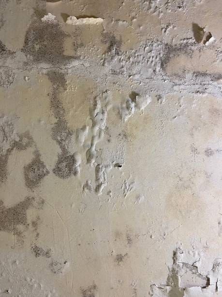 Best Mold Cleaning Services  in Kaukauna, WI