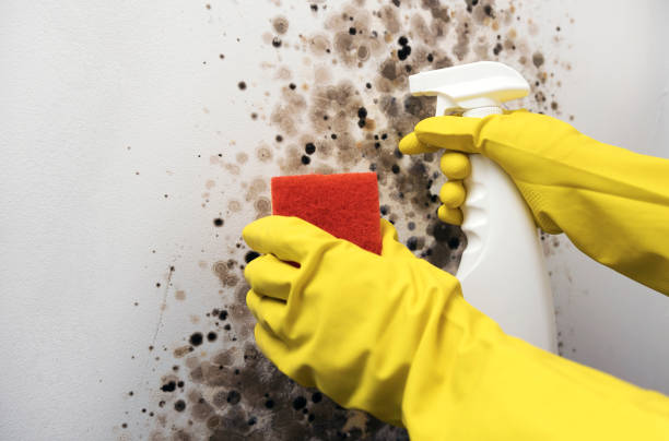 Best Commercial Mold Removal  in Kaukauna, WI