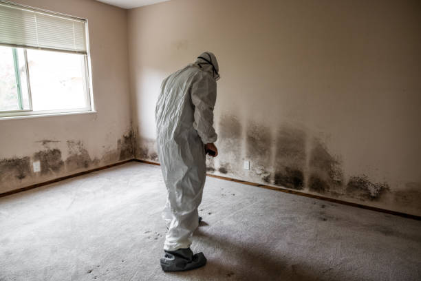 Home Mold Removal in Kaukauna, WI
