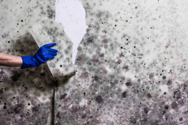 Best Mold Testing  in Kaukauna, WI