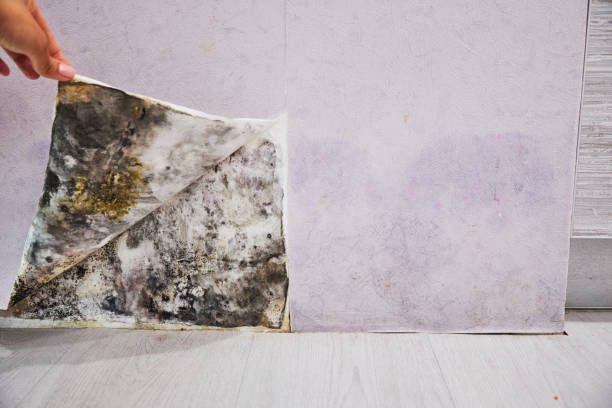 Best Mold Cleaning Services  in Kaukauna, WI
